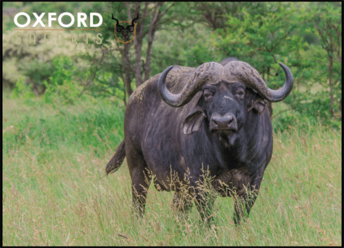 buffalo