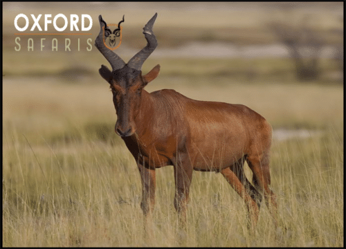 RED HARTE BEEST