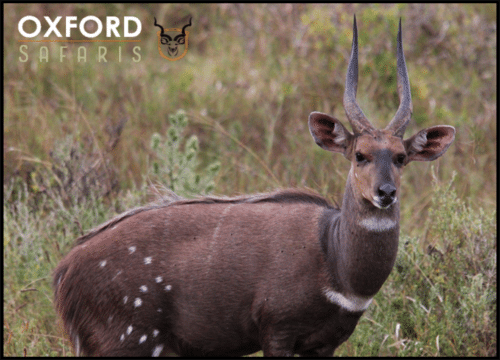 bushbuck