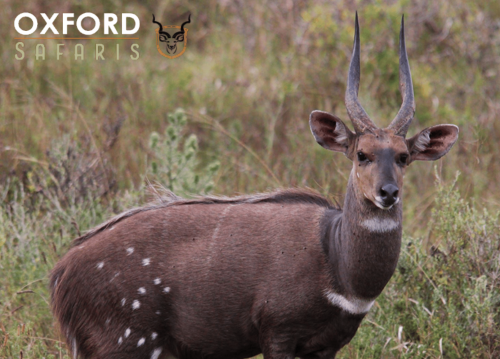 bushbuck