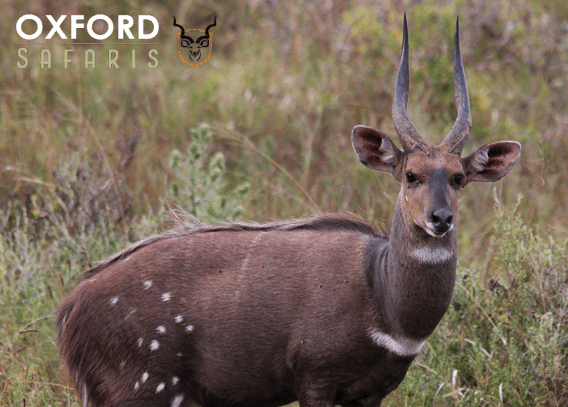 bushbuck