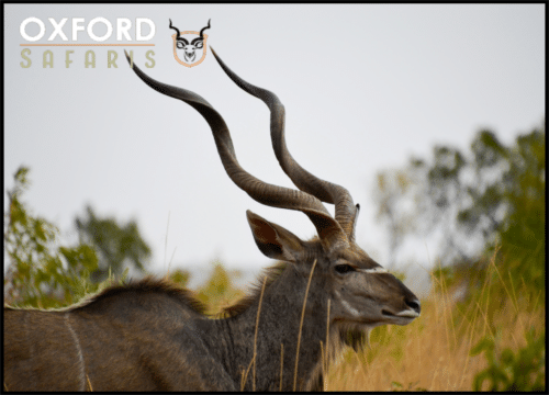 kudu