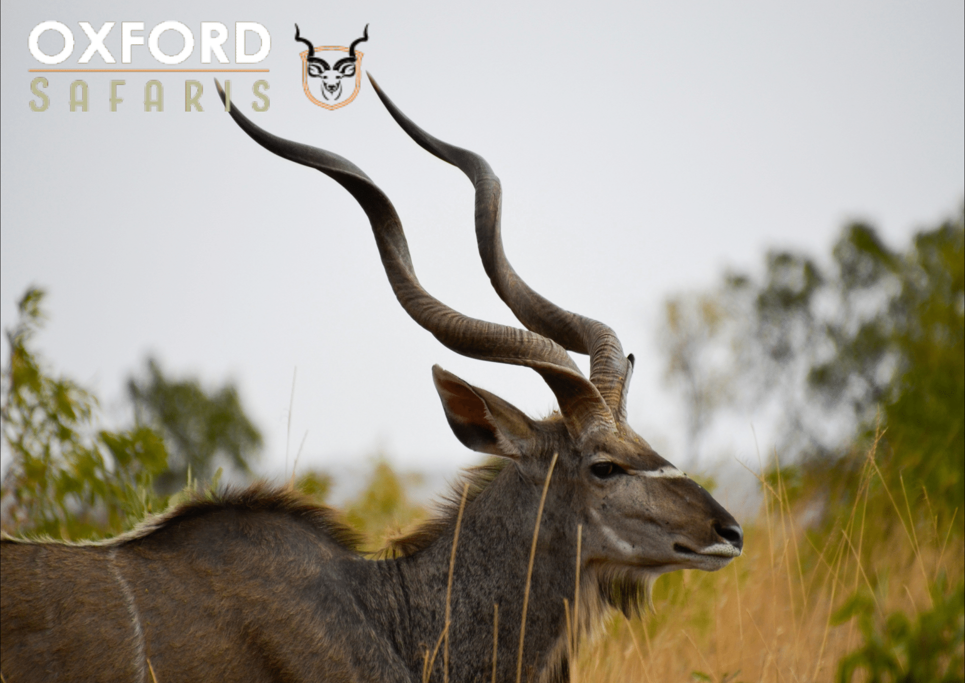 kudu