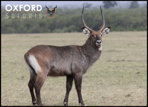 waterbuck