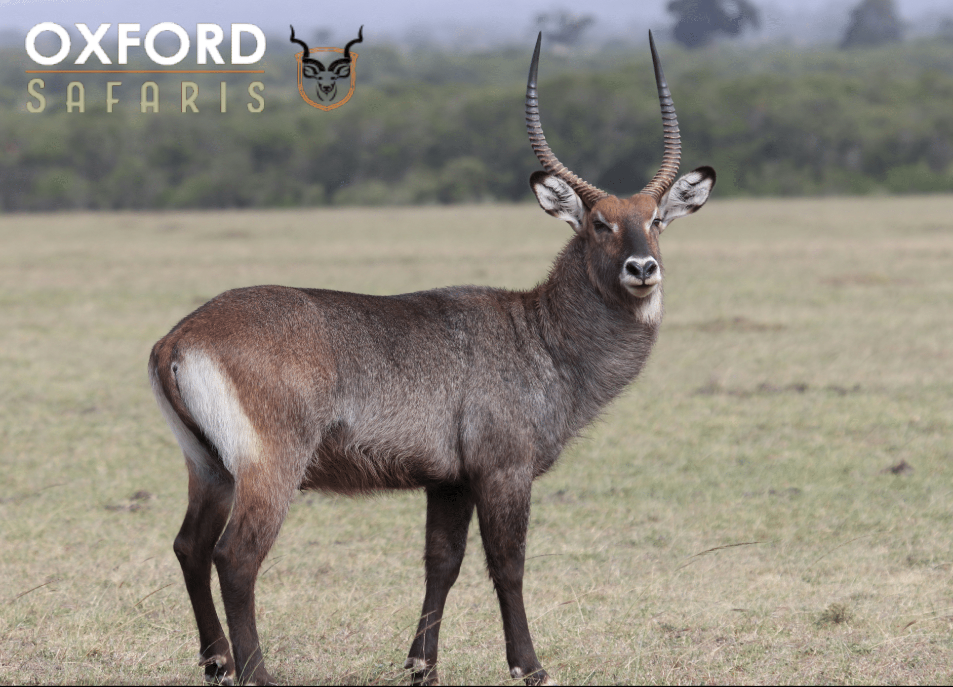 waterbuck