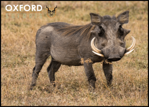 warthog