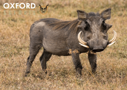 warthog