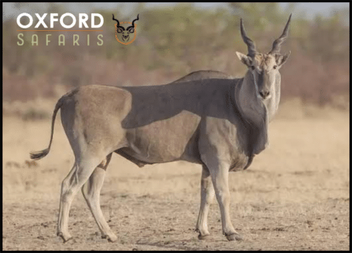 eland