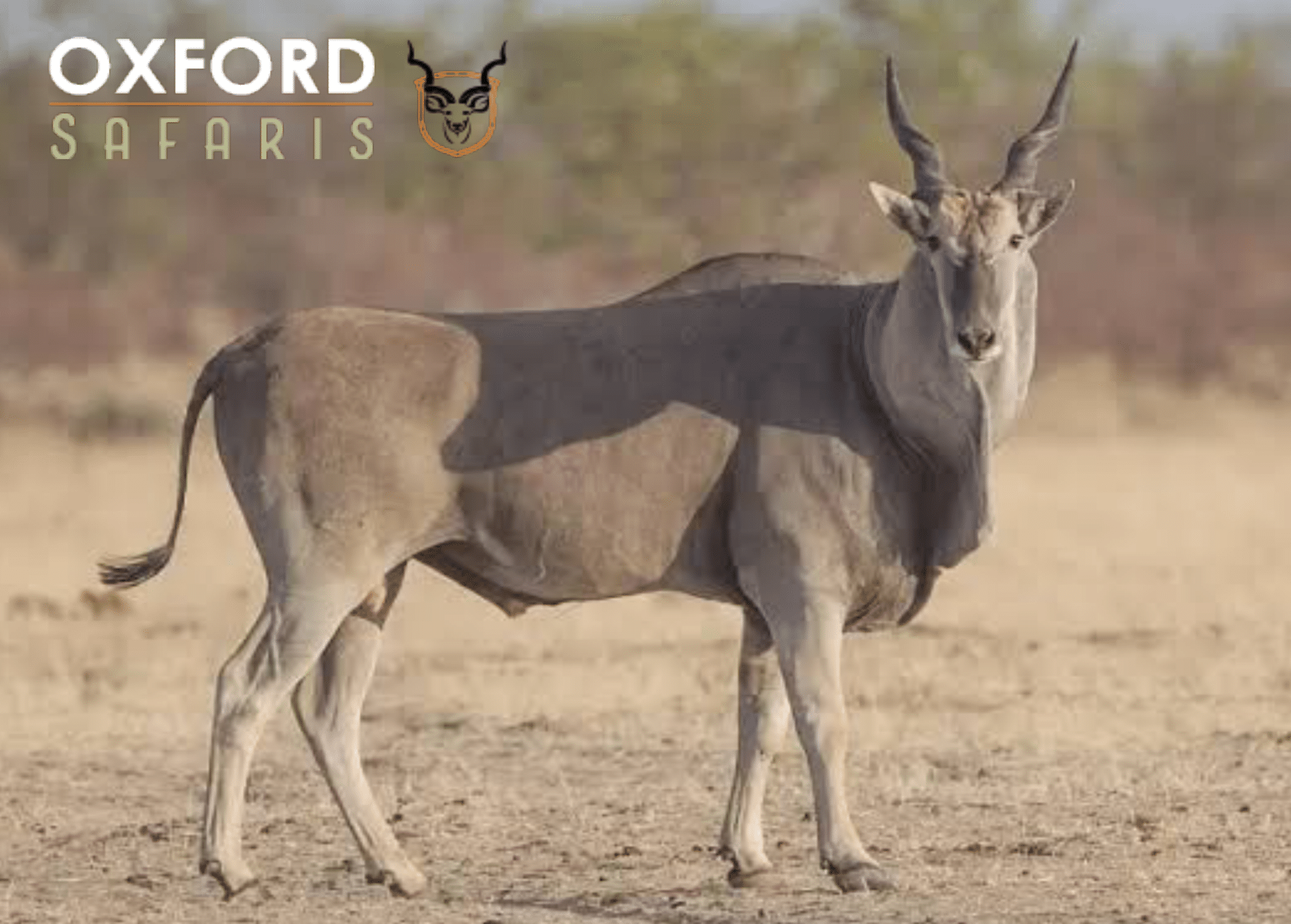 eland