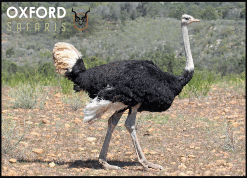 ostrich