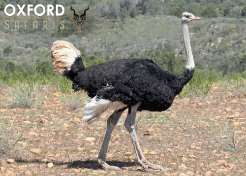 ostrich