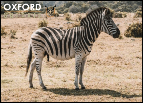 zebra