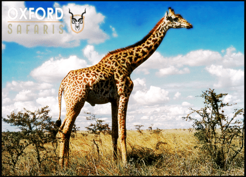 giraffe