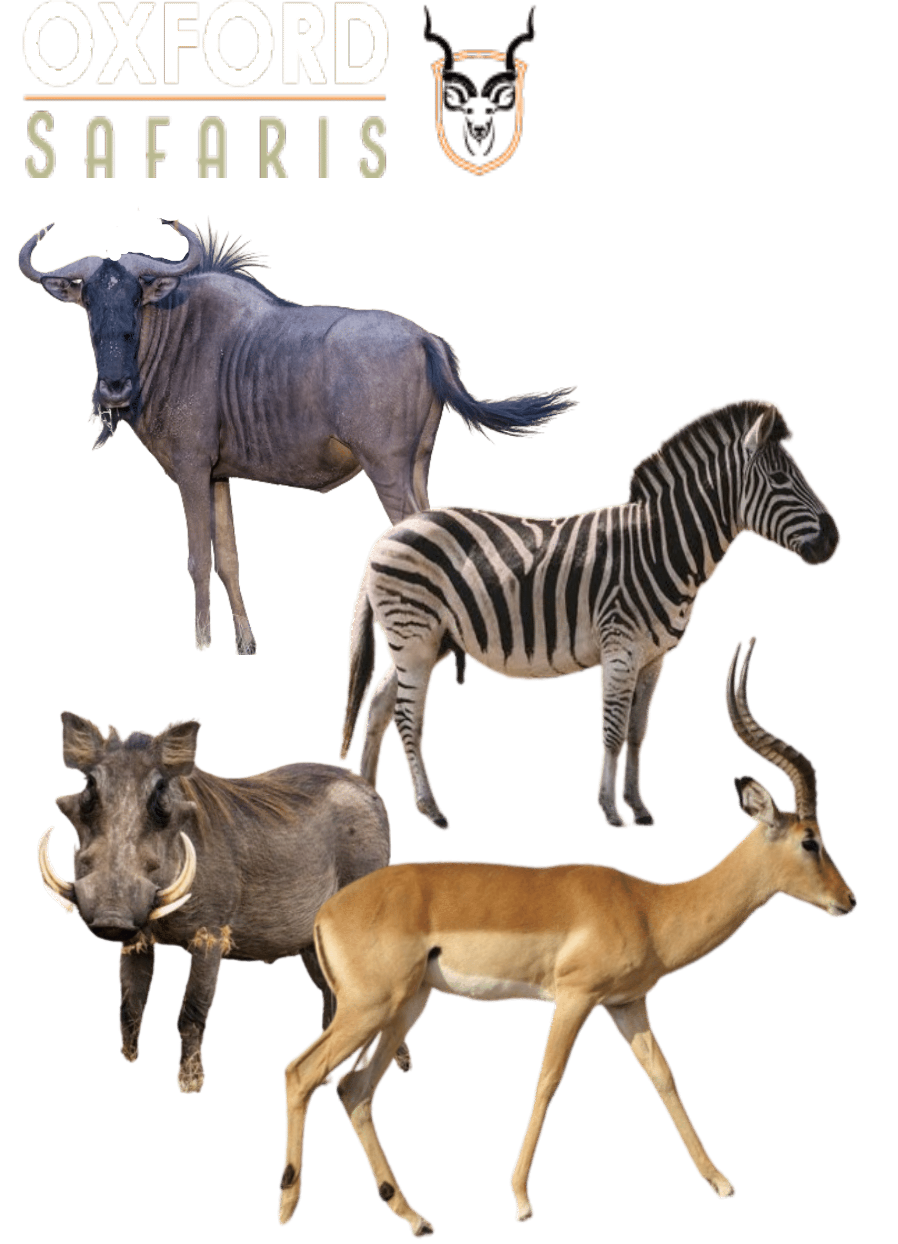 impala wildebees zebra warthog