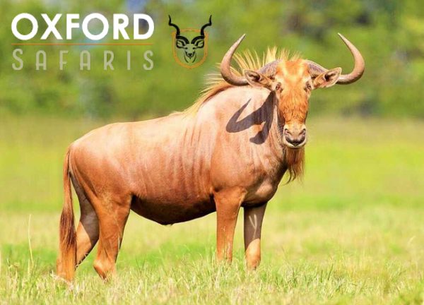 golden wildebeest