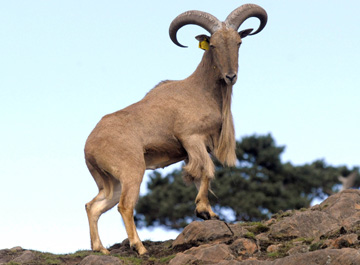 BABARY SHEEP