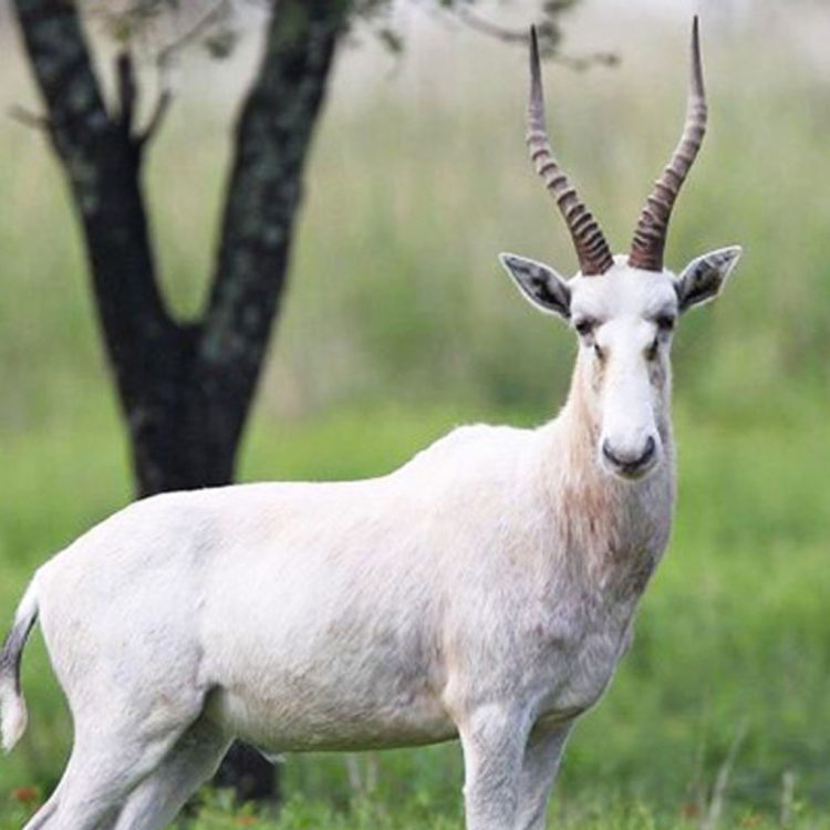 white blesbuck