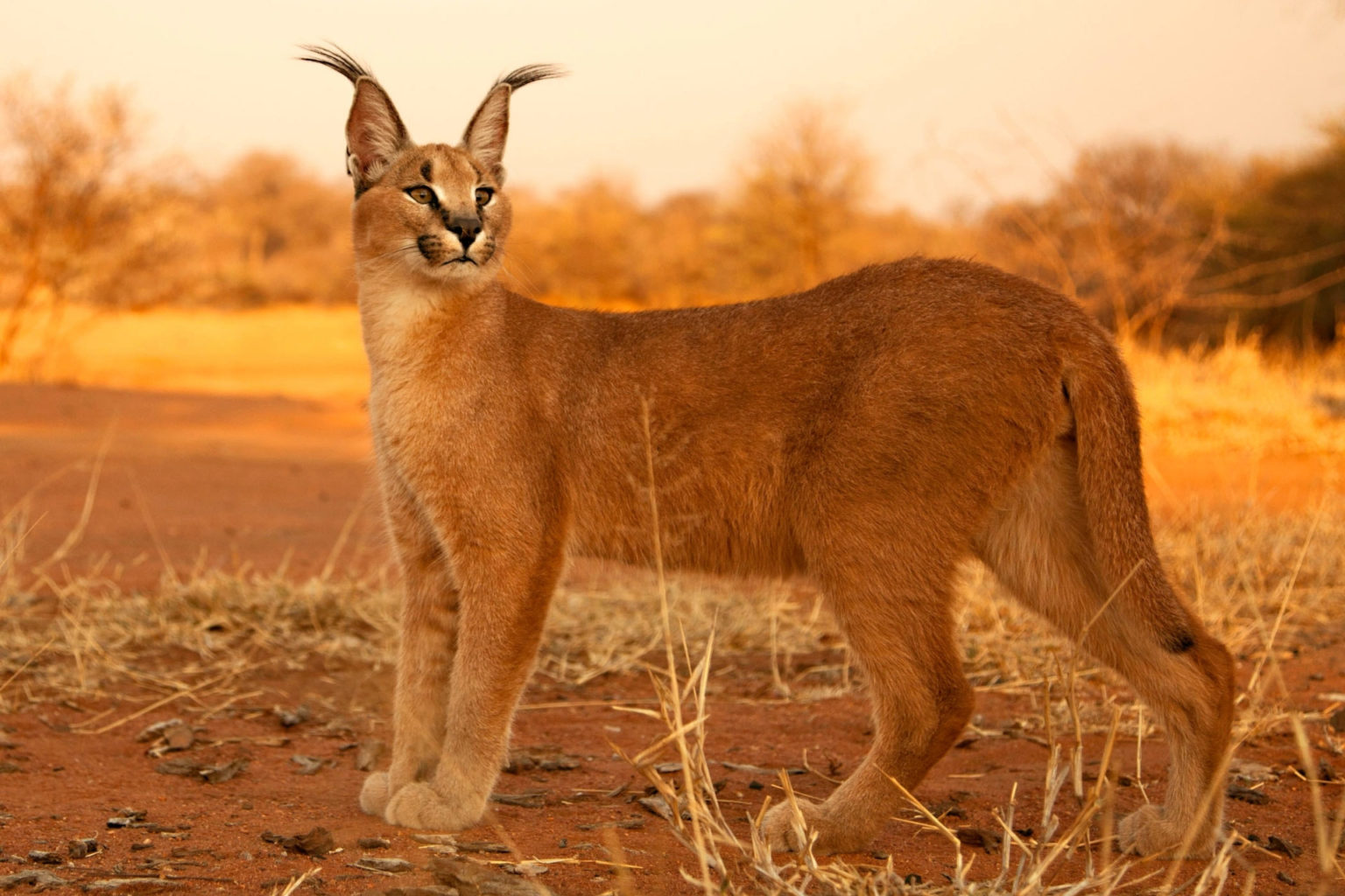CARACAL