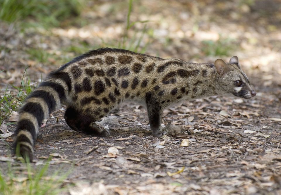 GENET