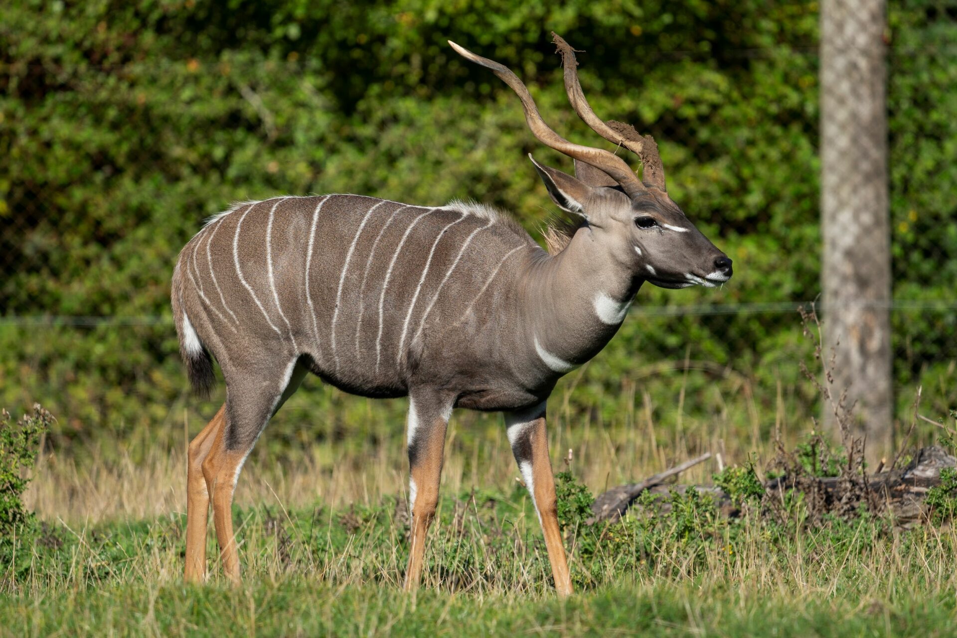 LESSER KUDU