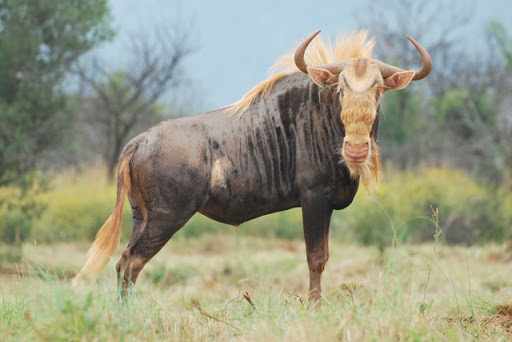 King Wildebeest