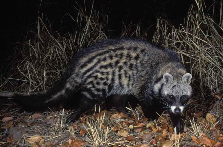 CIVET