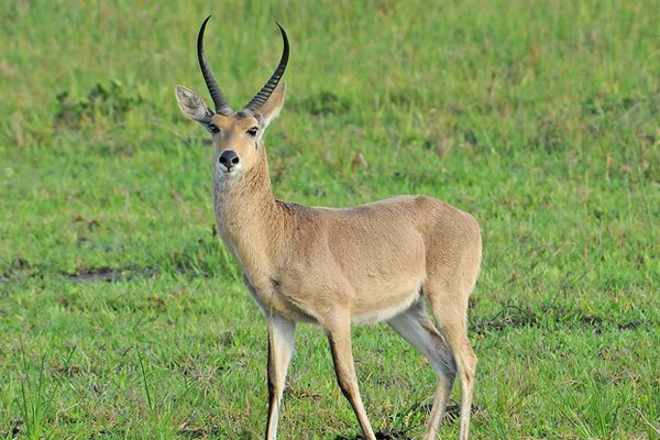 COMMON REEDBUCK