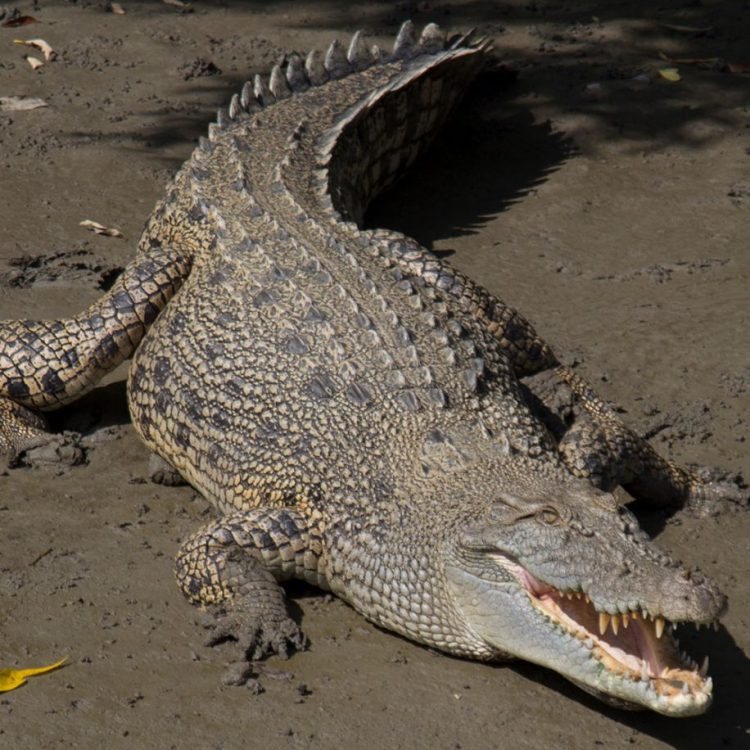 crocodile