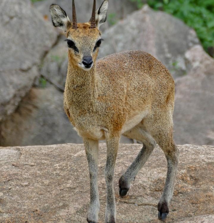klip springer