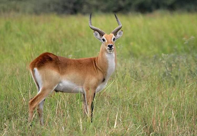 LECHWE