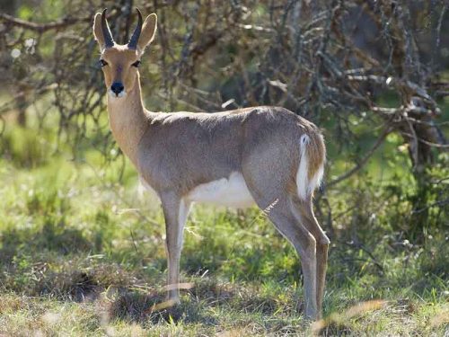 MOUNTAIN REEDBUCK