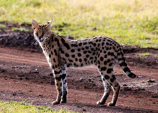 SERVAL