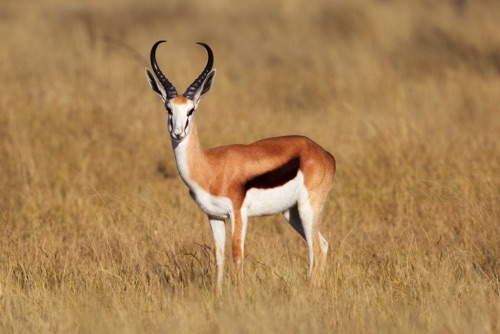 SPRINGBOK